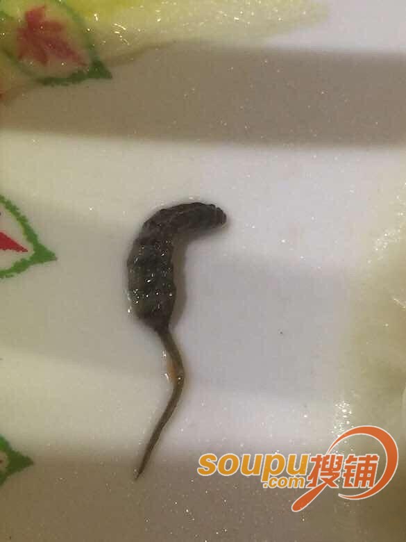 吓到!吉阿婆麻辣烫吃出蛆 还能不能愉快用餐了