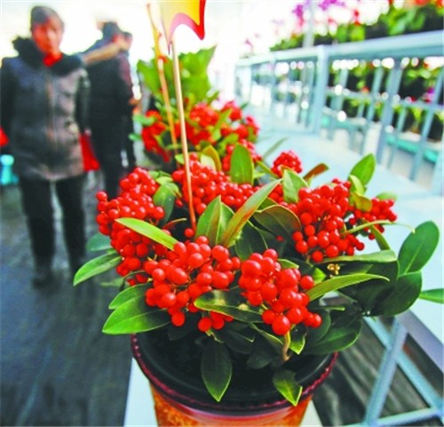 武汉首届迎春花市:3200元“红玉珠”从荷兰空运来汉 武汉首届迎春花市:3200元“红玉珠”从荷兰空运来汉