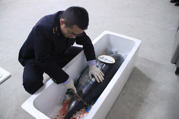 宁波口岸首进冰鲜水产品 蓝鳍金枪鱼打飞的到