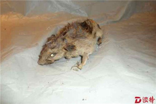 深圳一商场中央空调多年没洗 竟掏出死老鼠_搜铺新闻